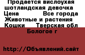 Продается вислоухая шотландская девочка › Цена ­ 8 500 - Все города Животные и растения » Кошки   . Тверская обл.,Бологое г.